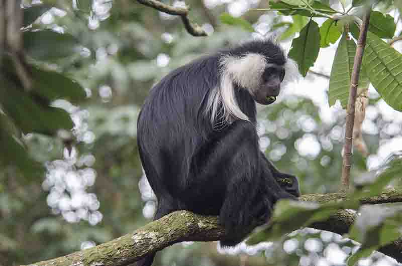 Mono Colobo de Angola - parque nacional de Nyungwe - Ruanda 12.jpg